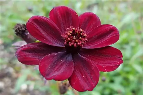 Chocolate flower: fragrant, but is it edible?