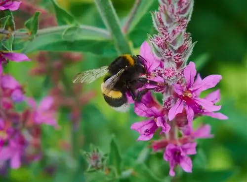 loosestrife মৌমাছি