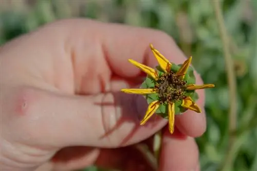 Moltiplicare i fiori di cioccolato: istruzioni per tre metodi