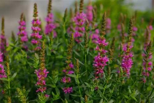 Loosestrife u loncima: korak po korak do uspjeha