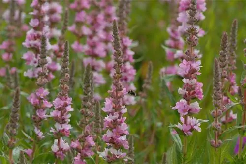 Salicaria: ¿Conoces ya estas fascinantes variedades?