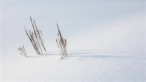 Winterharde kattestaart: hoe je hem goed beschermt