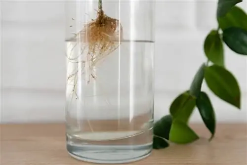 Esquejes de raíz en un vaso de agua.