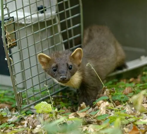 Lâcher les martres : où et à quelle distance ?