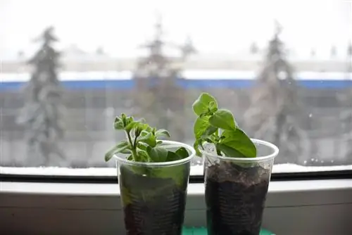 Getting cuttings through the winter successfully: Here’s how it works