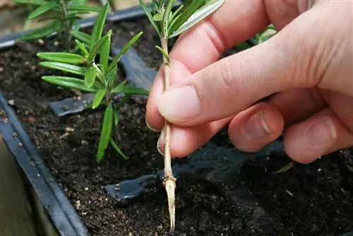 Pull cuttings yourself: This is how you propagate your plants