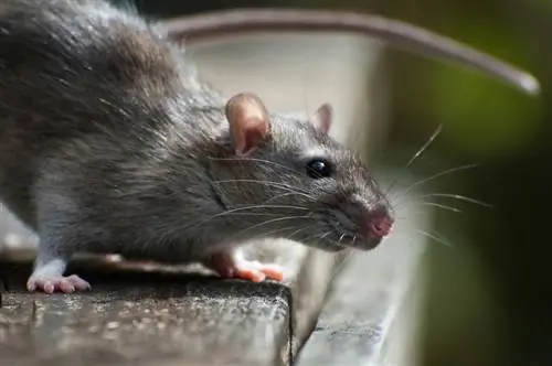 comer ratas martas