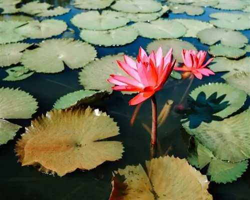 Cuidados de la flor de loto: así prospera esta impresionante planta