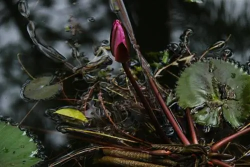 lotusblomma växter