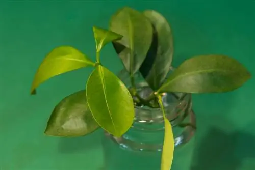 Rooting citrus cuttings in water