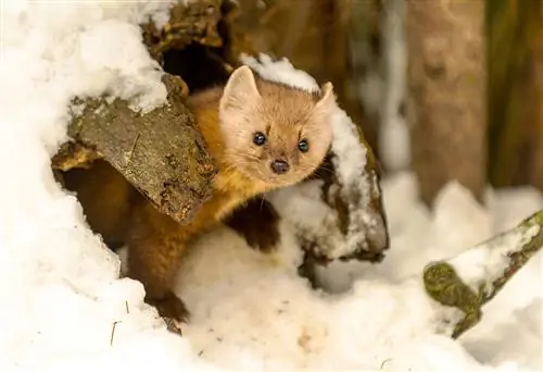 marten-in-winter