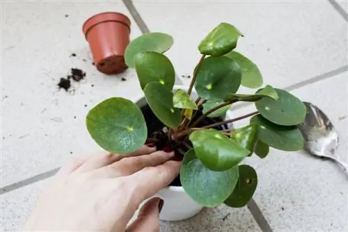 pilea ompottning