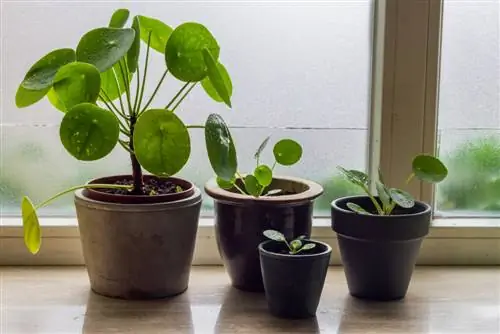 posizione pilea