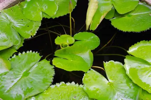 pianta d'appartamento fiore di loto