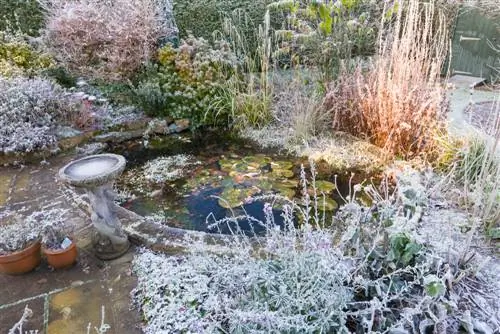 lotus flower overwintering