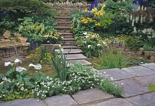 Pennywort on the pond: location, planting & care