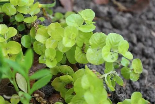 penniekruid voortplant