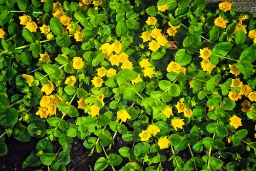 pennywort vård