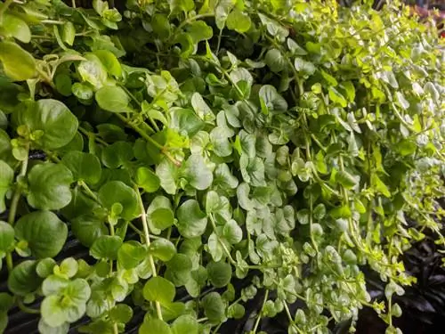 Pennywort na caixa da varanda: dicas para uma vegetação ideal