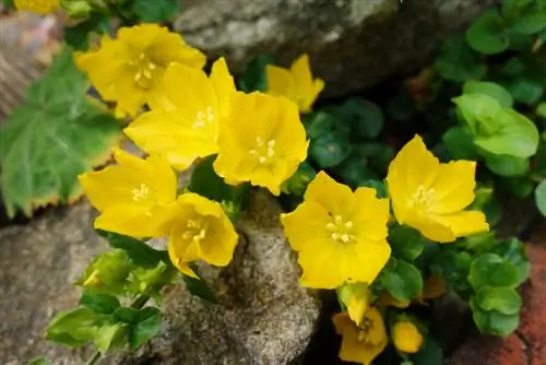 pennywort blomtyd