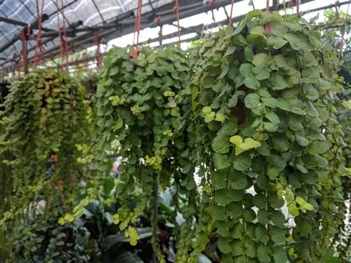 Pennywort di apartmen: petua untuk lokasi dan penjagaan