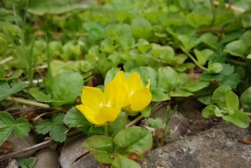 pennywort beracun