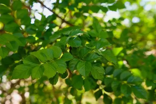 Cortar flores de trompeta: instrucciones para obtener flores exuberantes