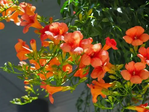 trumpet flower-poisonous