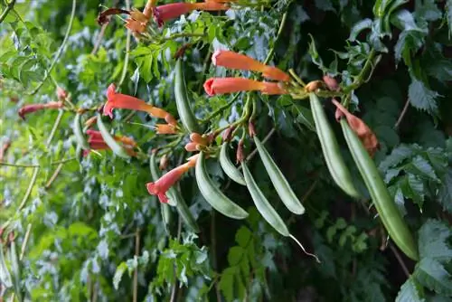 ট্রাম্পেট ফুল গুন করুন: এক নজরে 5টি সহজ পদ্ধতি