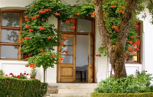 Fiore trombetta: Attraente pianta rampicante per il giardino