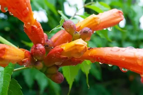 cura dei fiori di tromba