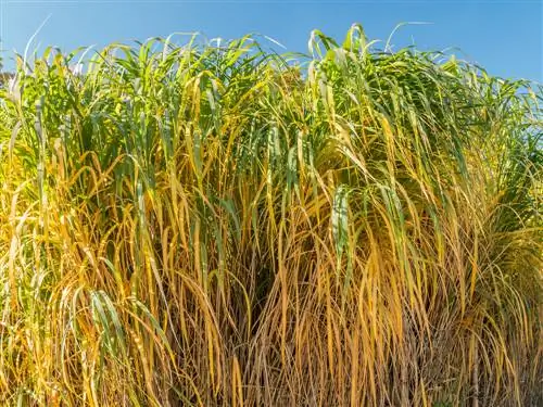 dev miscanthus bakımı