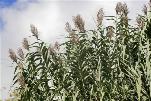 հսկա միսկանթուս բույսեր