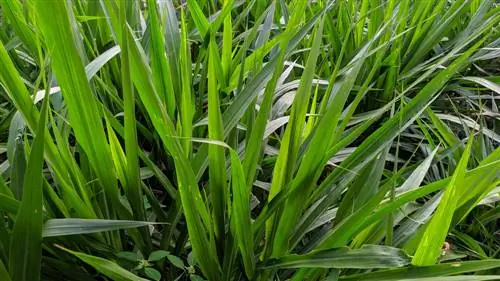 giant Chinese reed cutting