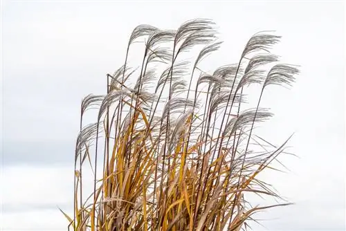 jätte miscanthus i en hink