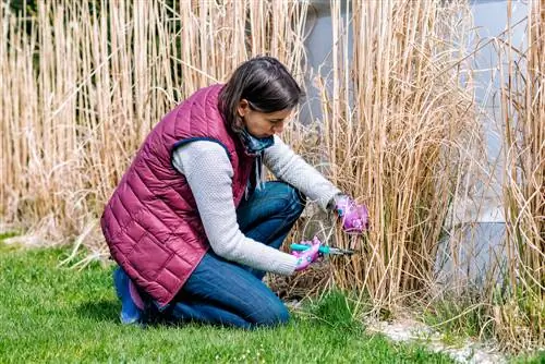 การตัด Miscanthus: ควรทำอย่างถูกต้องเมื่อใดและอย่างไร?