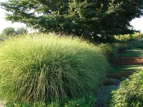 Varietà di Miscanthus: da nano a gigante in giardino