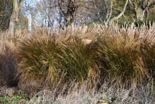 Miscanthus խնամք