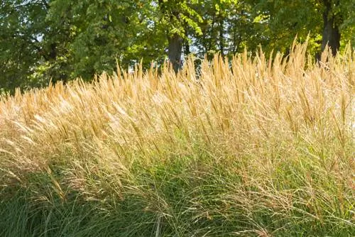 შექმენით miscanthus hedge: კონფიდენციალურობის ეკრანი დეკორატიული ელფერით