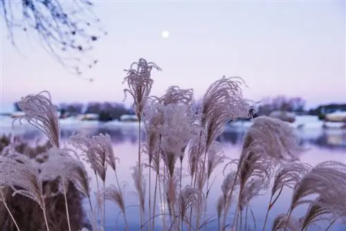 Miscanthus om vinteren: Hvordan tar jeg vare på den ordentlig?