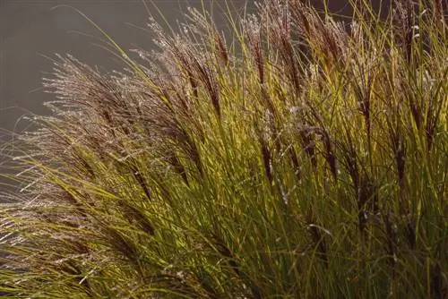 Filigraan en decoratief - de miscanthus 'Eulalia