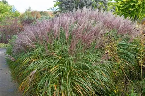 Miscanthus պարարտանյութեր