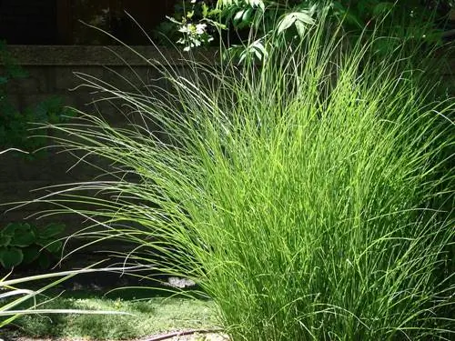 Miscanthus in 'n pot: privaatheidskerm met Asiatiese flair