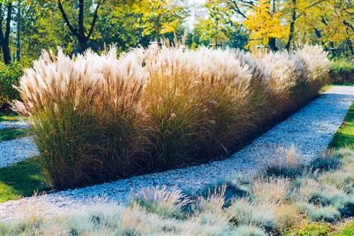 Miscanthus: Ύψος, ρυθμός ανάπτυξης και ποικιλίες με μια ματιά