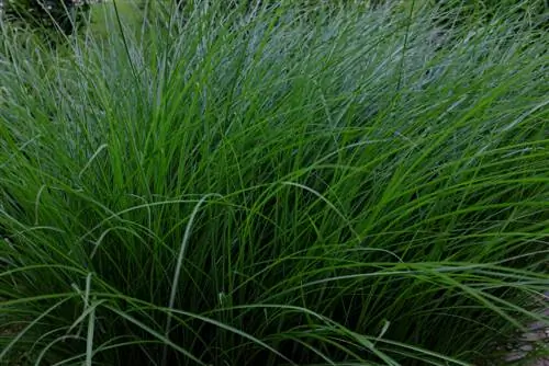 Hauv paus barrier ntawm Eulalia miscanthus: yog los yog tsis?