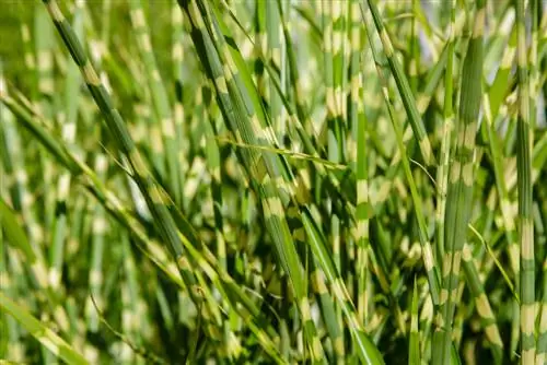 Miscanthus giftig