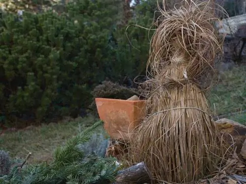 Miscanthus overwinteren: zo doe je dat in de tuin en in de pot