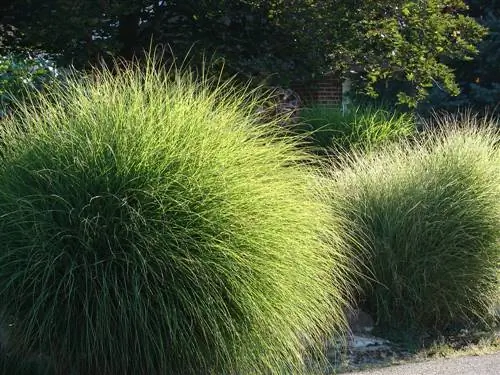 miscanthus eulalia sorg