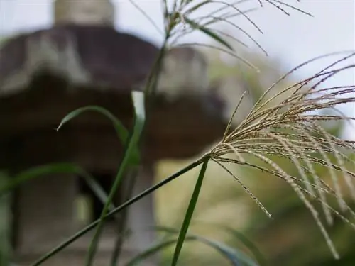 Miscanthus ჩრდილში