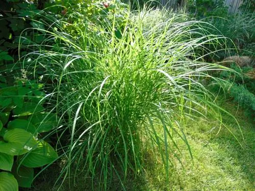 Miscanthus өсүмдүктөрү